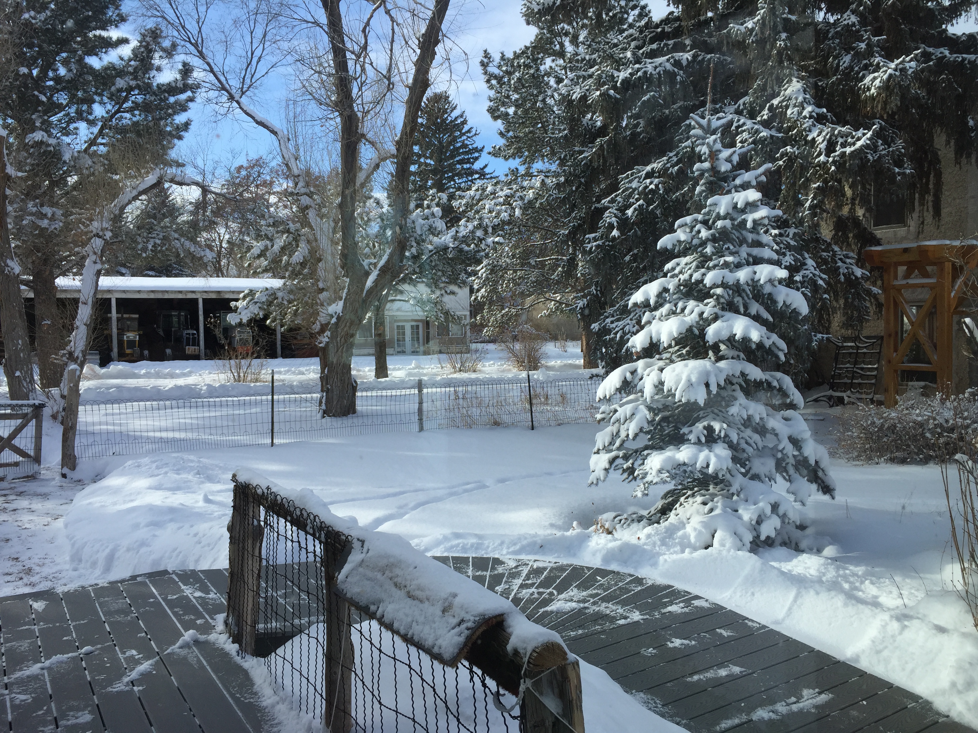 Cold, birds, and … cold | Blazing Light, Love's Song